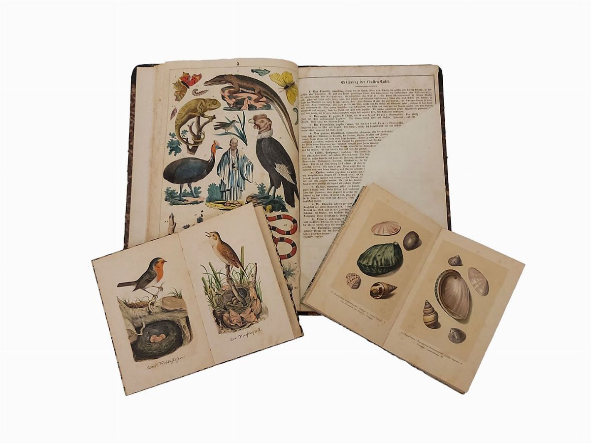 Lotto di Libri Illustrati su Flora e Fauna