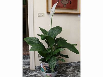 Due Piante Ornamentali da Appartamento