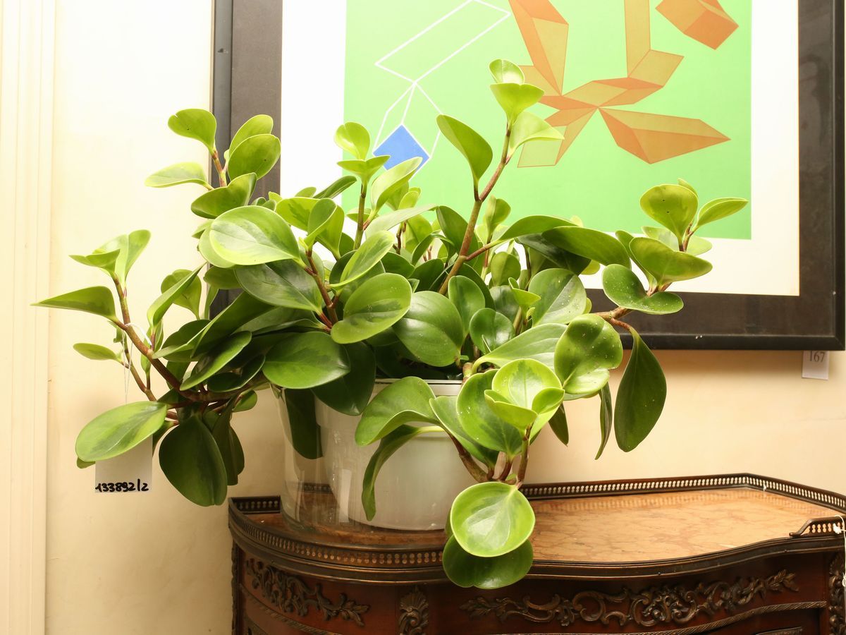 Due Piante Ornamentali da Appartamento