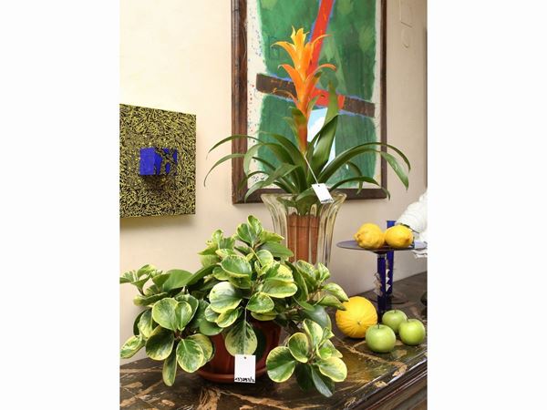 Due piante ornamentali da appartamento