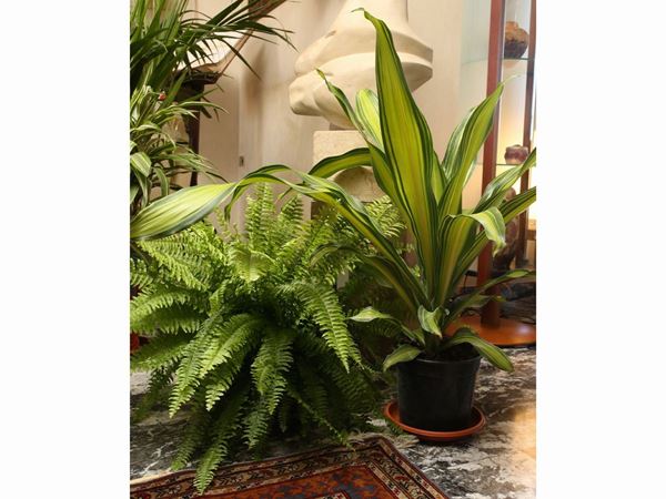 Two houseplants