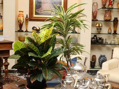 Due Piante Ornamentali da Appartamento