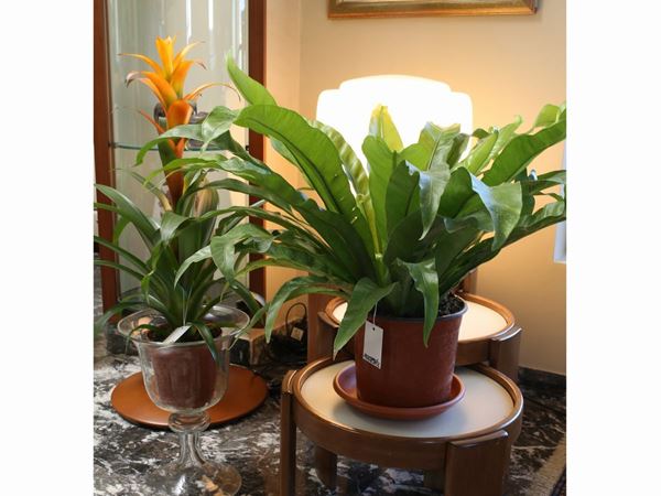 Due piante ornamentali da appartamento