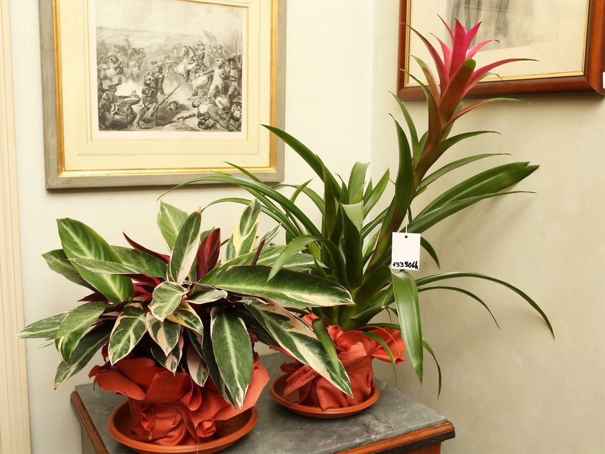 Quattro Piante Ornamentali da Appartamento