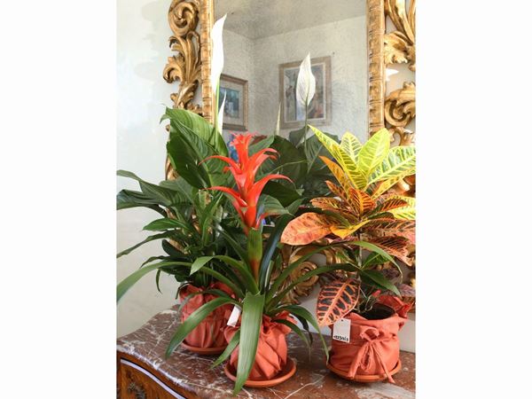 Tre piante ornamentali da appartamento
