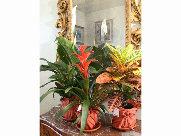 Three houseplants