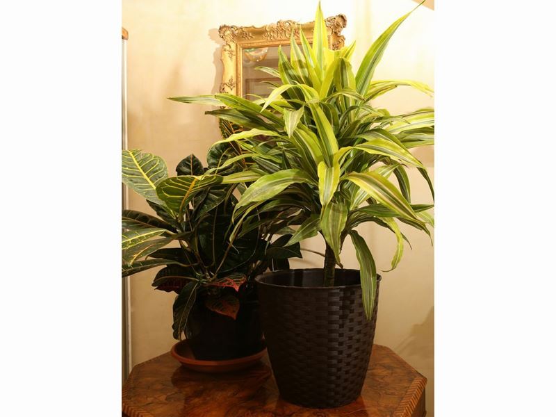 Due Piante Ornamentali da Appartamento