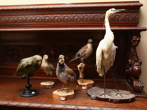 Five stuffed birds  (19th / 20th century)  - Auction Furniture and Paintings from the Ancient Fattoria Franceschini, partly from Villa I Pitti - Maison Bibelot - Casa d'Aste Firenze - Milano