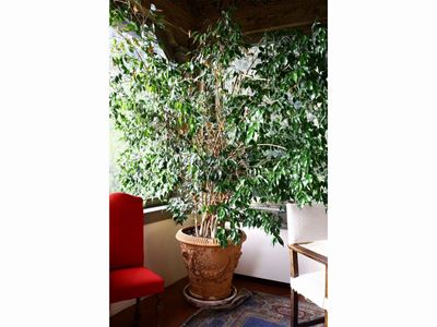 Grande Pianta di Ficus Benjamin