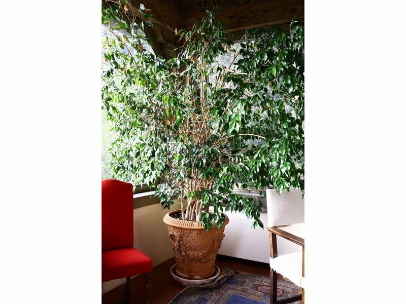 Grande Pianta di Ficus Benjamin