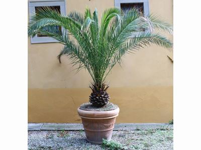 Pianta di Phoenix Canariensis