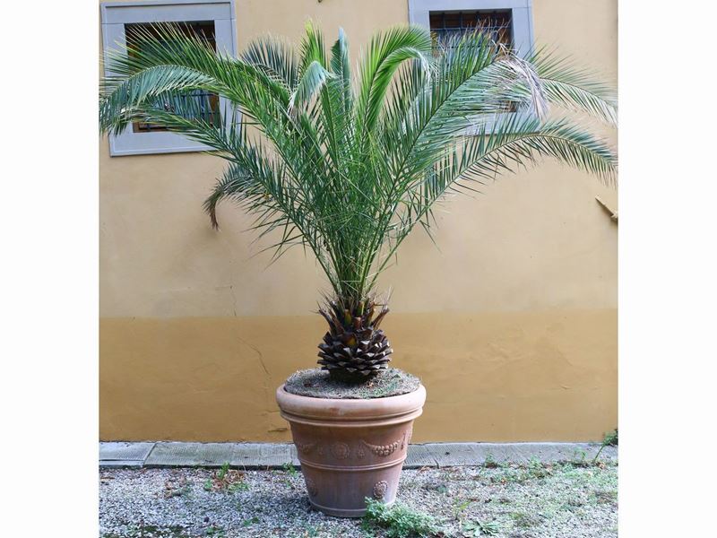 Pianta di Phoenix Canariensis