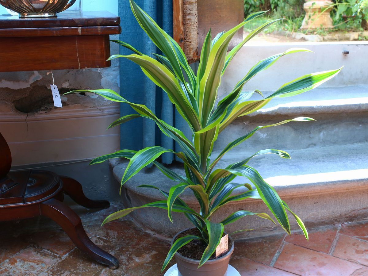 Quattro Piante Ornamentali