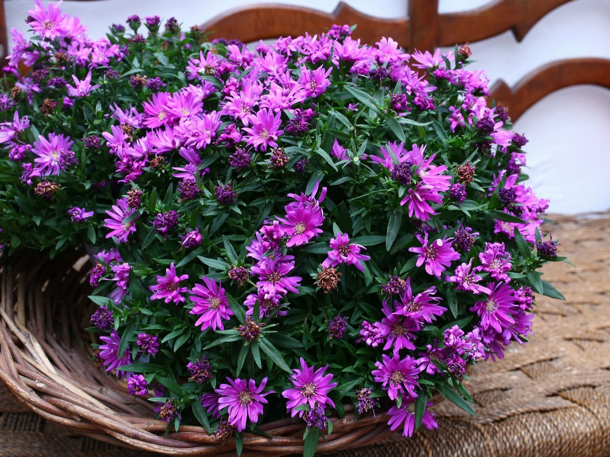 Quattro Piante Ornamentali