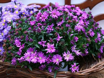 Quattro Piante Ornamentali