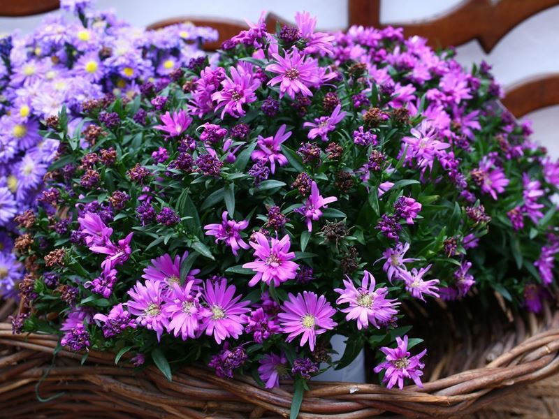Quattro Piante Ornamentali