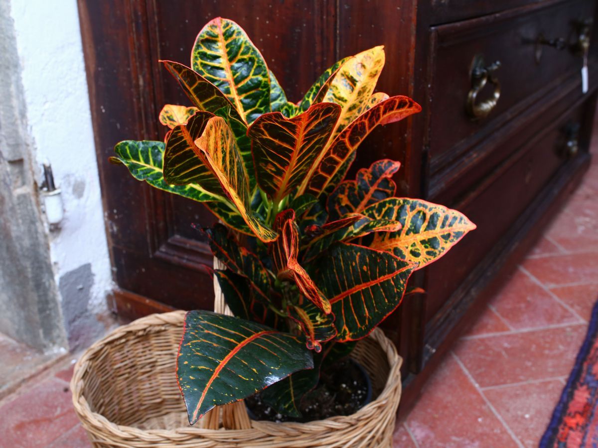 Quattro Piante Ornamentali