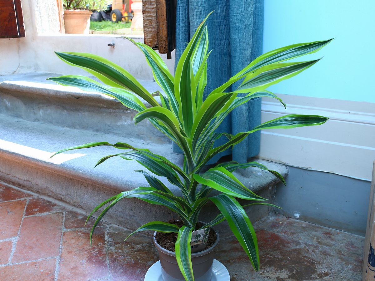 Quattro Piante Ornamentali