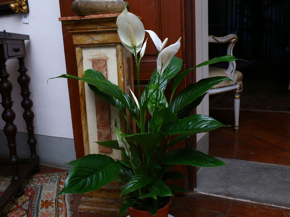 Quattro Piante Ornamentali