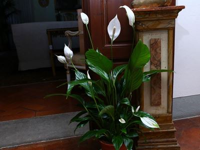 Quattro Piante Ornamentali