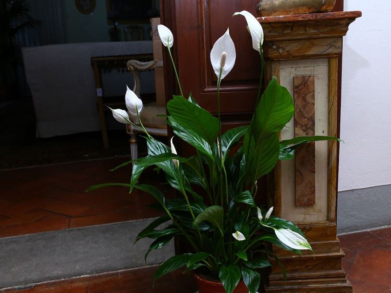 Quattro Piante Ornamentali