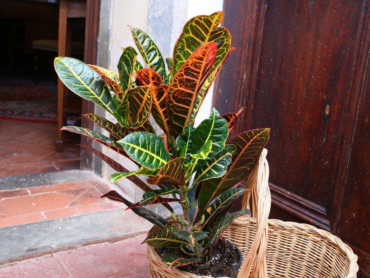 Quattro Piante Ornamentali