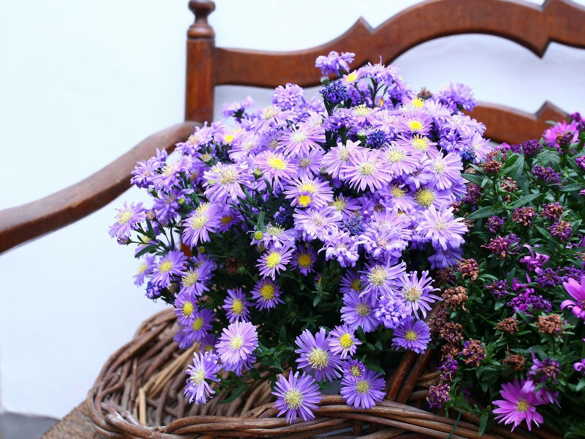 Quattro Piante Ornamentali