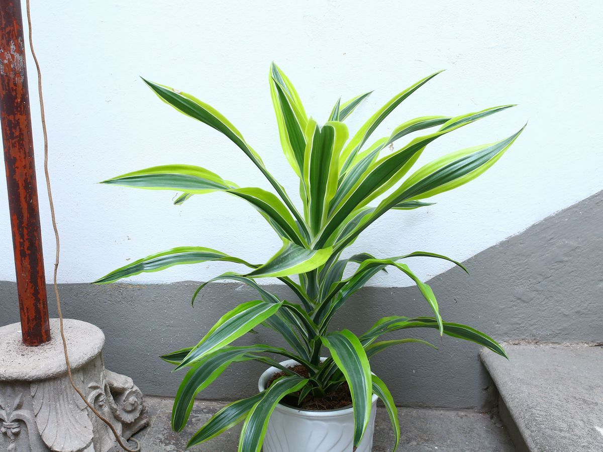 Quattro Piante Ornamentali