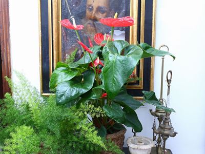 Tre Piante Ornamentali