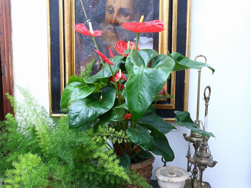 Tre Piante Ornamentali