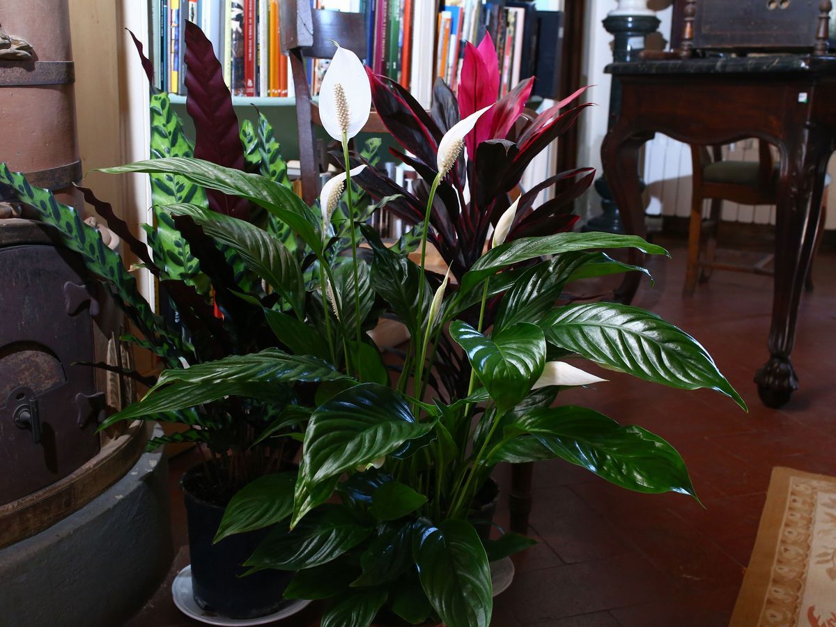 Tre Piante Ornamentali