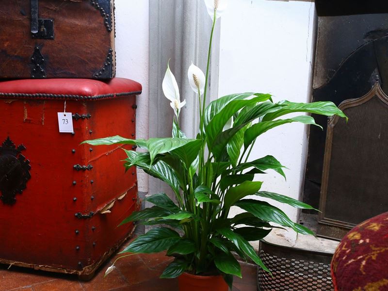 Quattro Piante Ornamentali