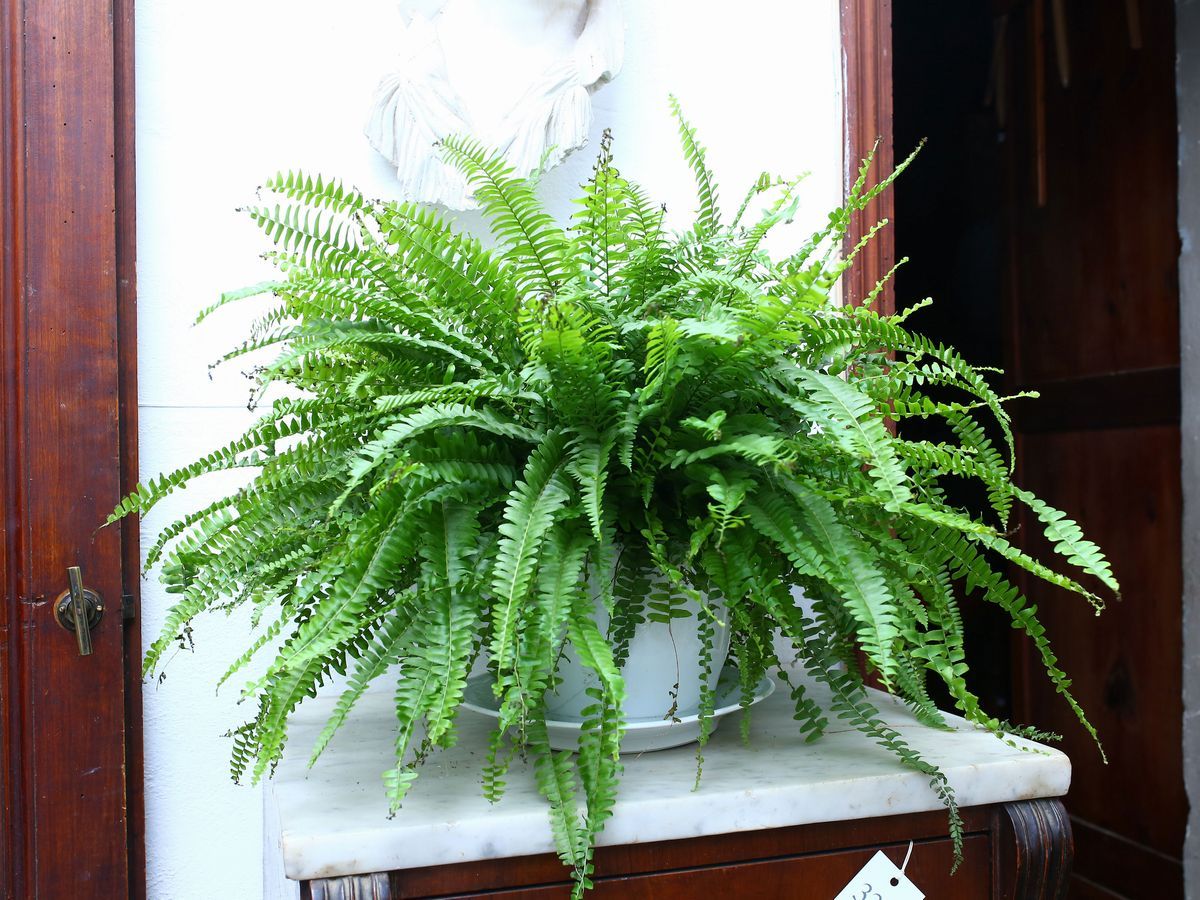 Quattro Piante Ornamentali