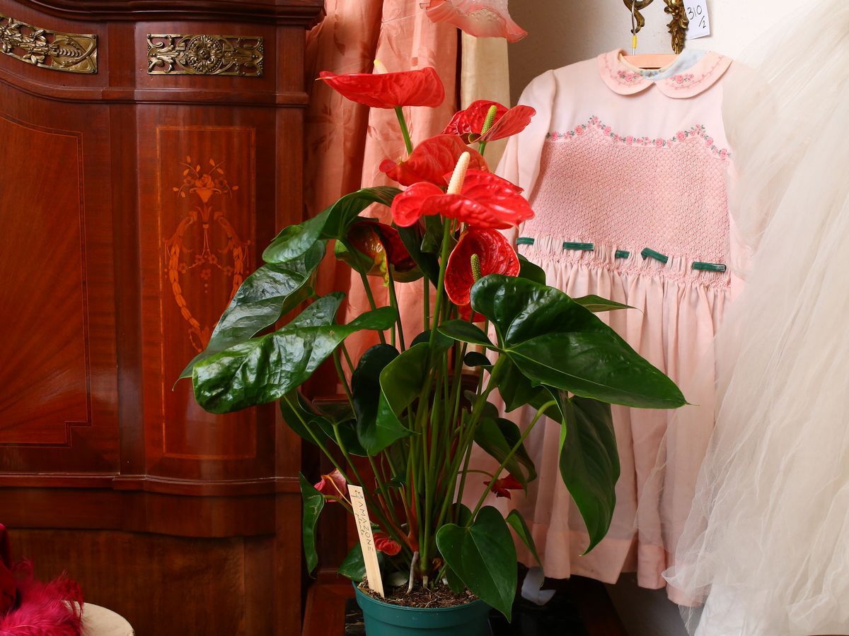 Quattro Piante Ornamentali