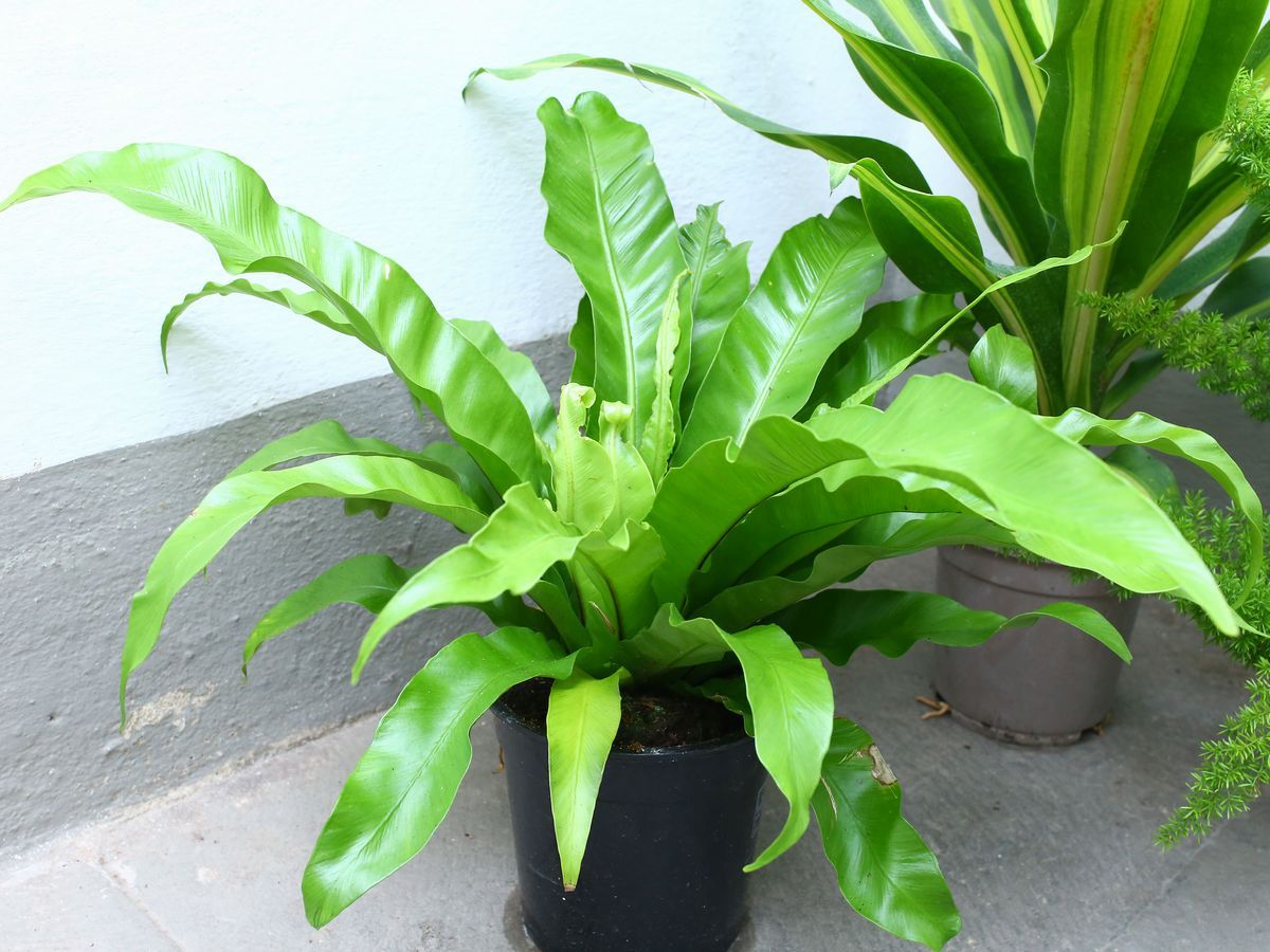 Quattro Piante Ornamentali