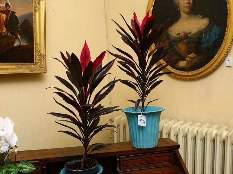 Tre Piante Ornamentali