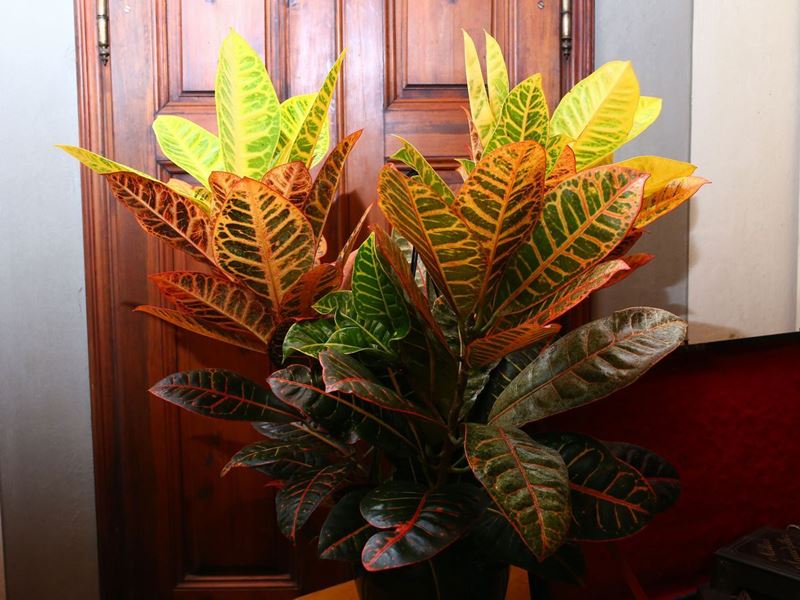 Quattro Piante Ornamentali