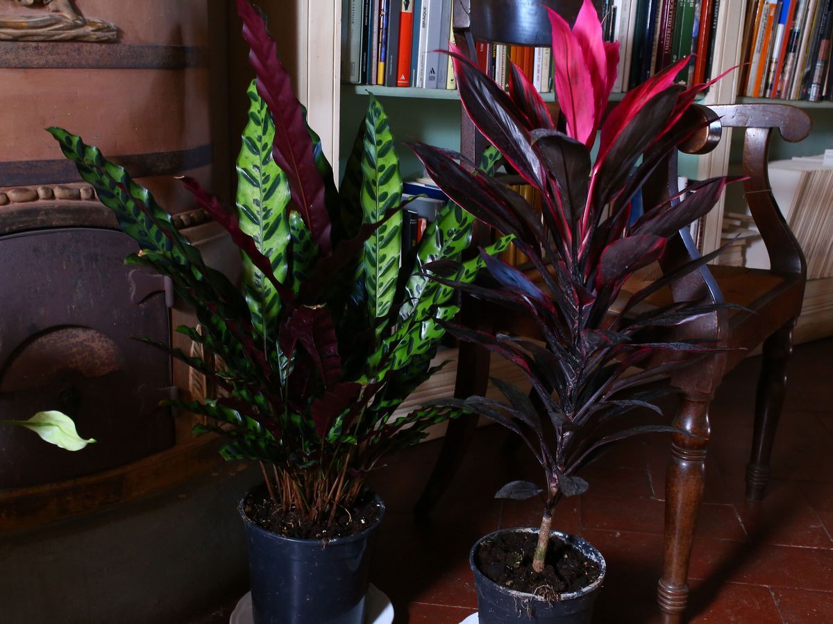 Quattro Piante Ornamentali