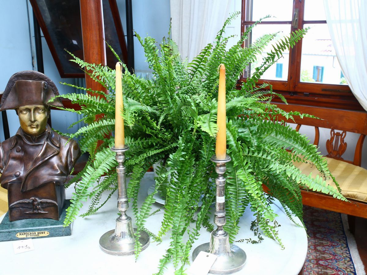 Quattro Piante Ornamentali