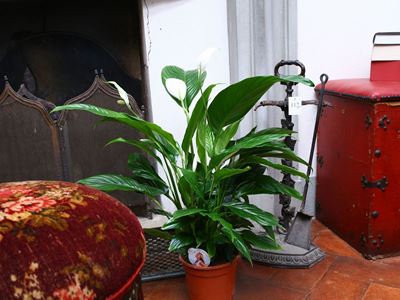 Quattro Piante Ornamentali