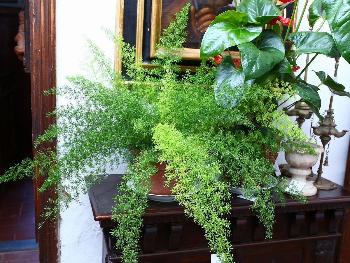 Quattro Piante Ornamentali