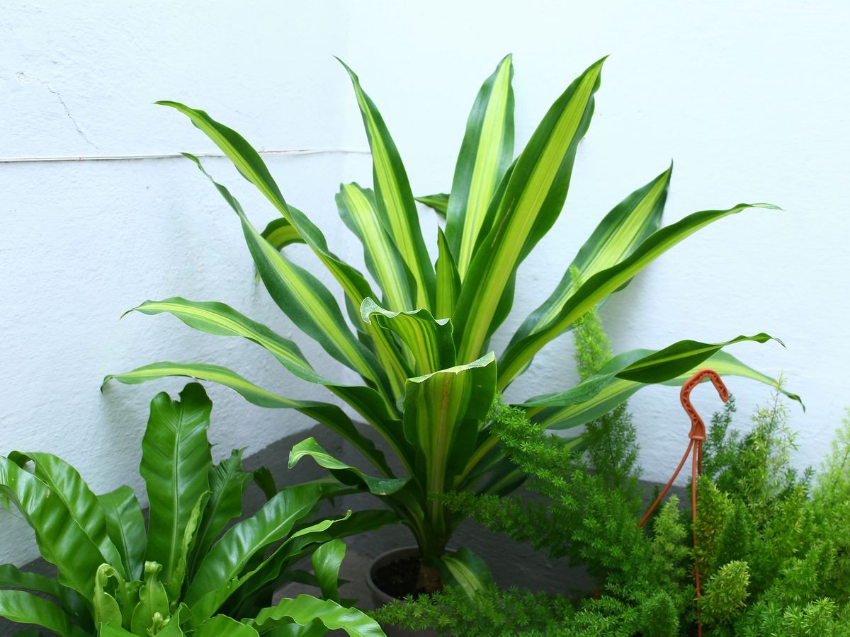 Quattro Piante Ornamentali