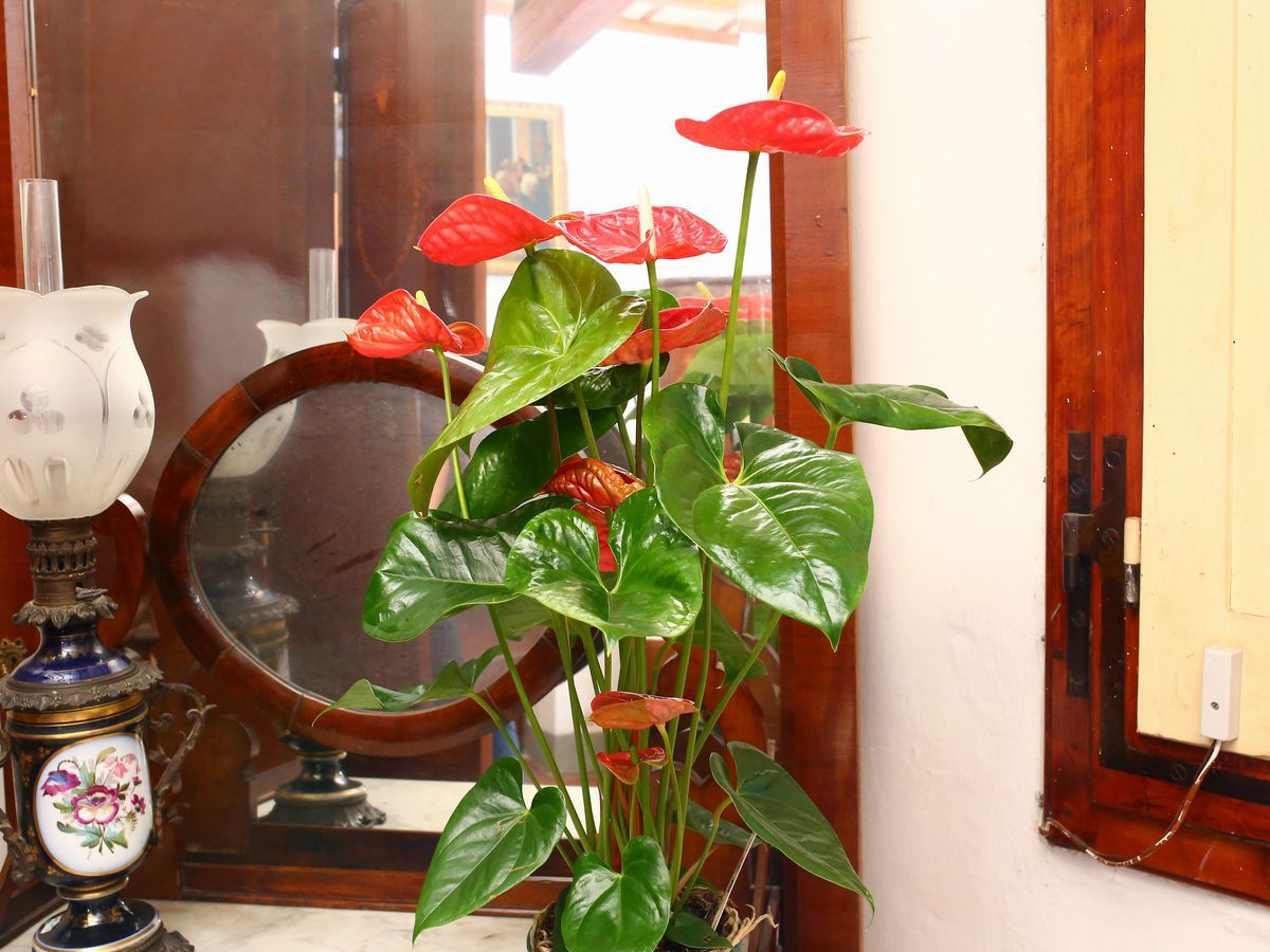 Quattro Piante Ornamentali