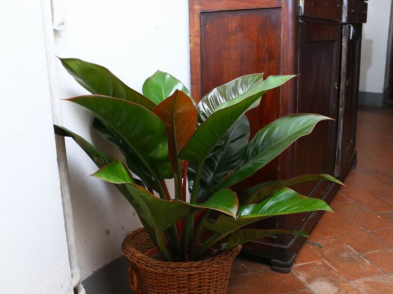 Tre Piante Ornamentali