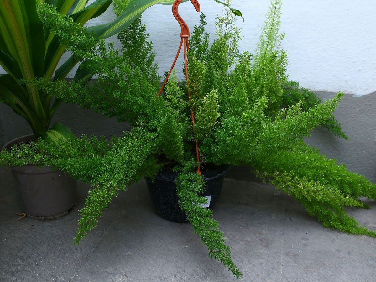 Tre Piante Ornamentali