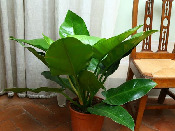 Pair of Philodendron monstera