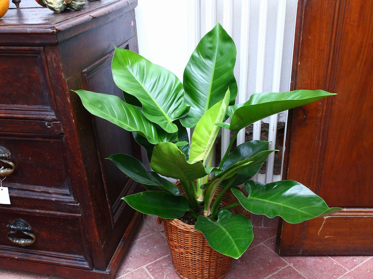 Coppia di Filodendro Monstera