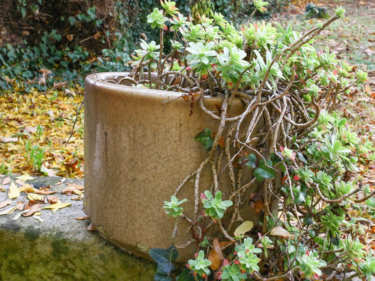 Coppia di Vasi in Terracotta Invetriata Color Crema