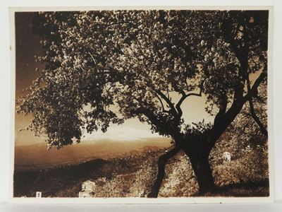 Taormina Mandorli in Fiore, 1920 Circa