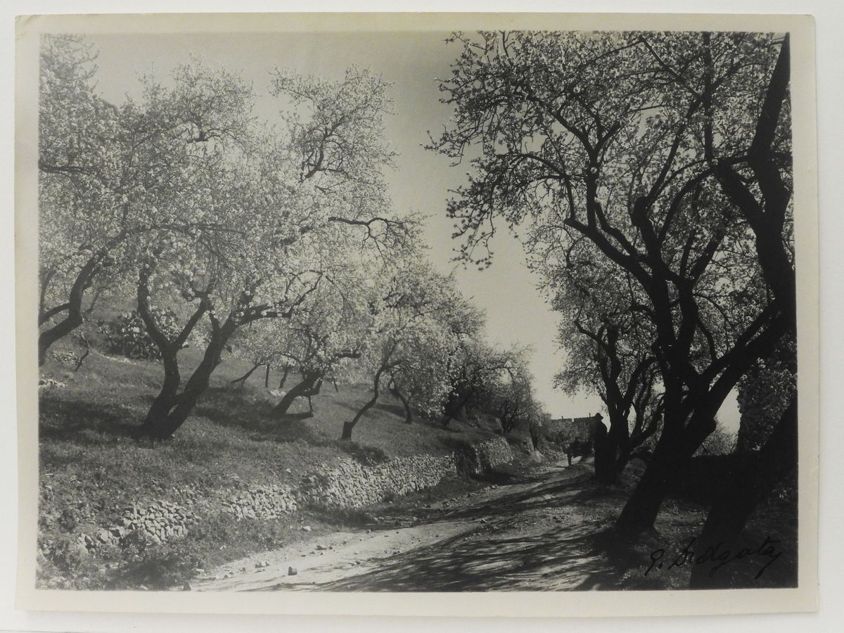 Gaetano D'agata - Taormina Mandorli in Fiore, 1920 Circa